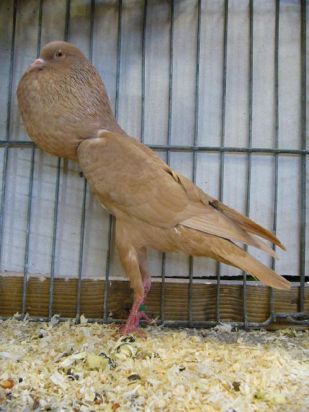 Ortsschau Langenberg 2008 127.jpg - Brünner Kröpfer gelb von Franz-Josef Lütkehellweg Preis V 97 LVE